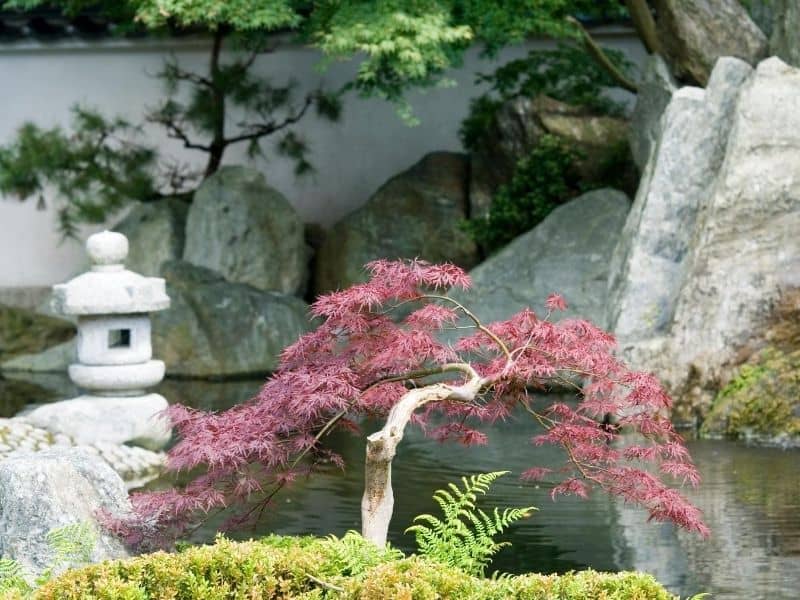 Japanese garden