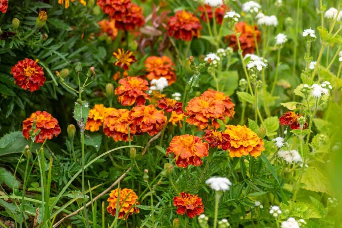 marigold flowers in the garden