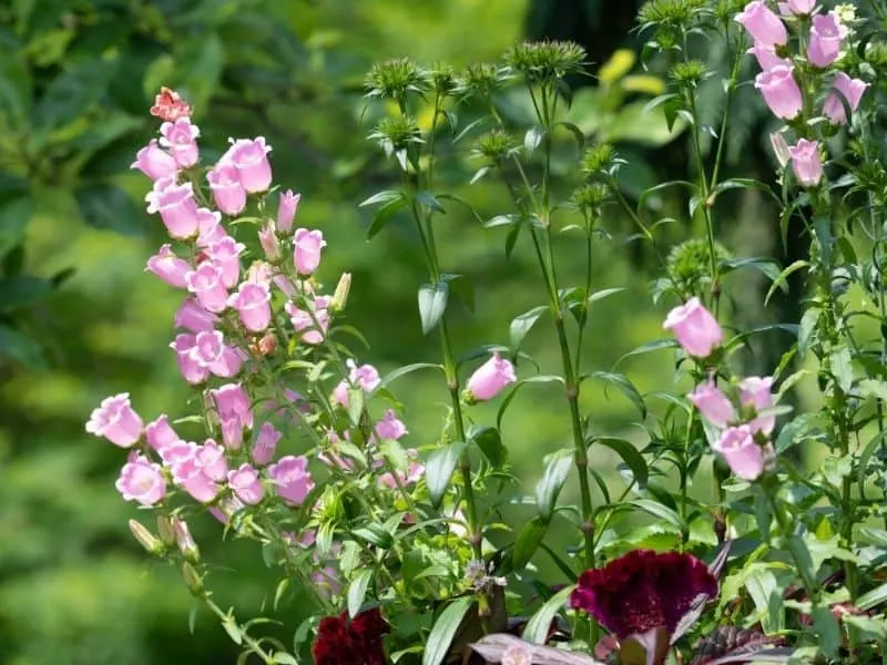 Pink bell flowers