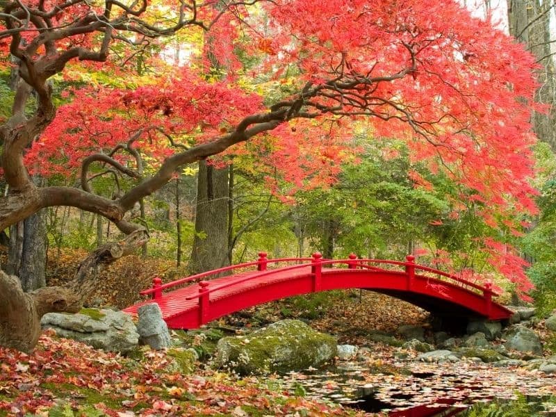 Red bridge in Japanese garden