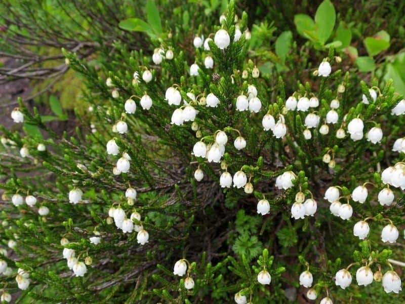 White mountain heather