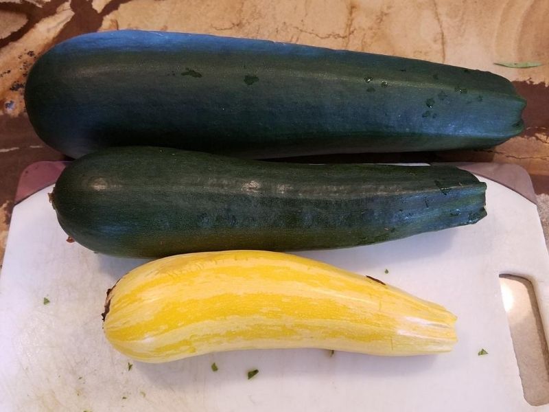 3 freshly picked zucchini