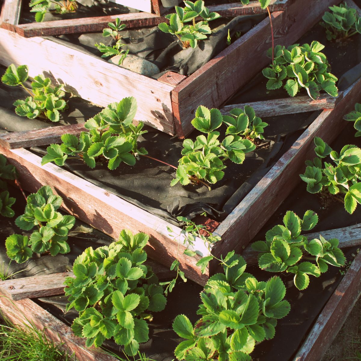 Strawberries in raised garden bed. Pyramid raised garden