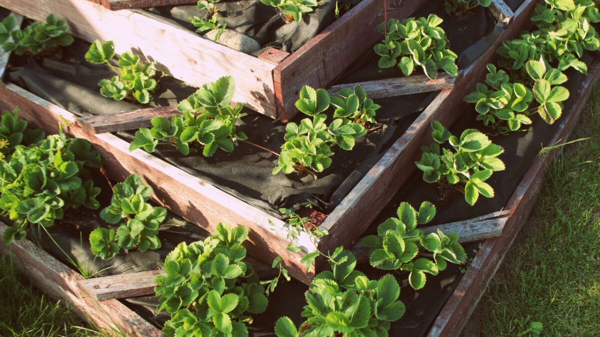 Strawberries in raised garden bed. Pyramid raised garden