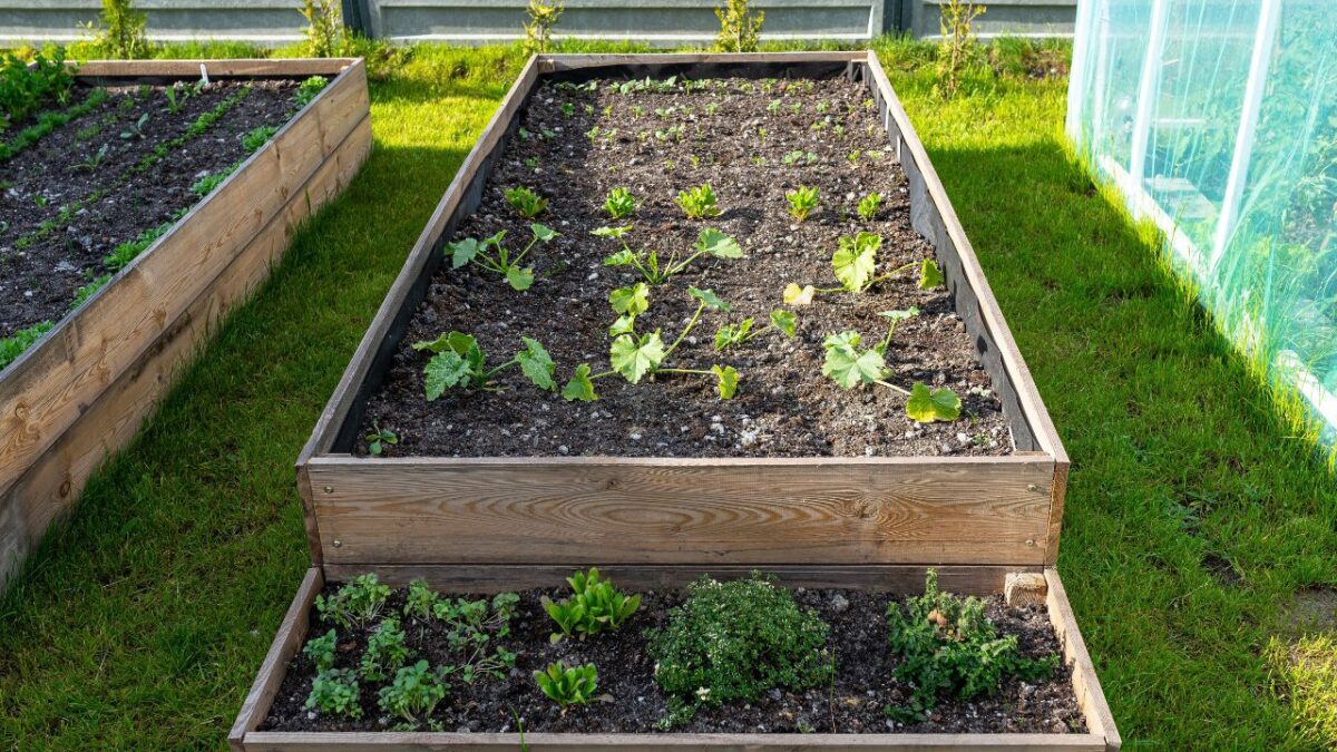 A wooden crate with pumpkin seedlings, standing next to a foil greenhouse.