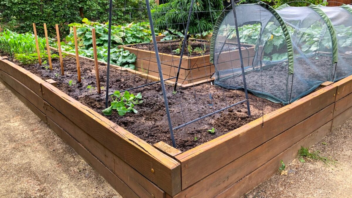Backyard vegetable garden with raised beds