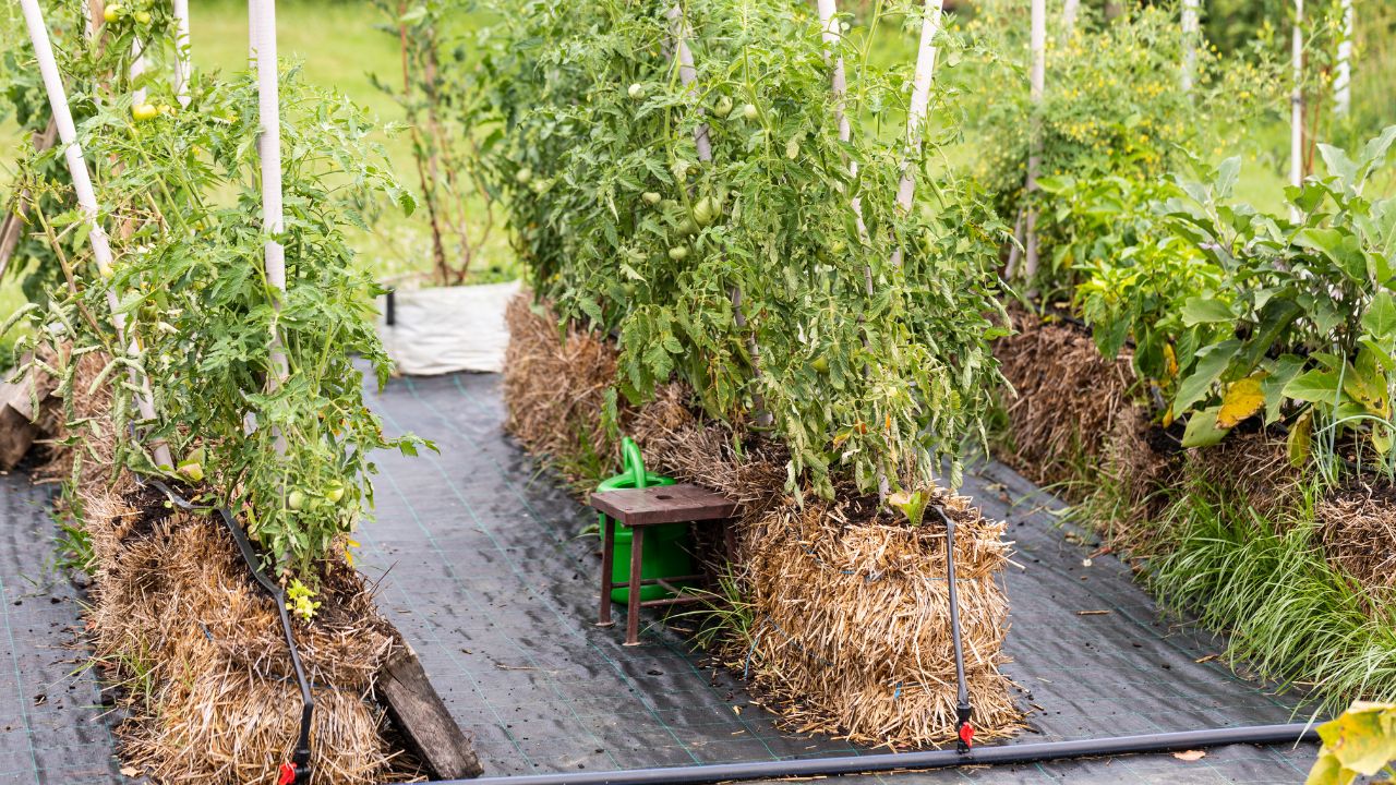 Parsley, carrot, arrugola and spinach growing on the straw bale garden on the landscape fabric with irrigation system 