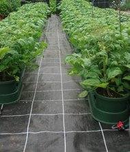 Auto pot greenhouse