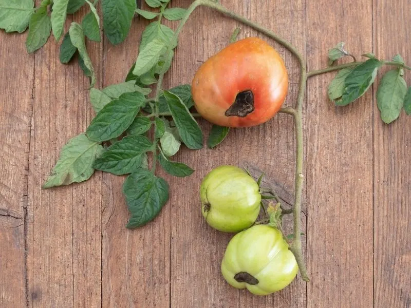 Red and green tomatoes affected by blossom end rot