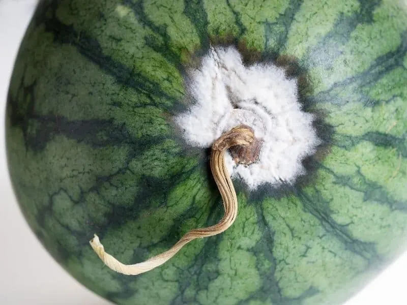 Watermelon affected by blossom-end rot