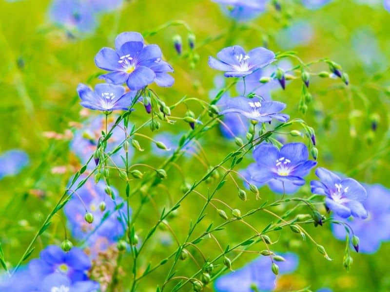 Blue flax flowers