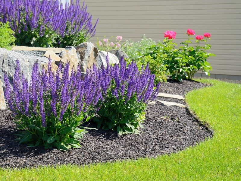 Landscape using bloulders and purple Russian sage flowers