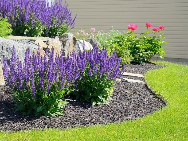 Landscape using bloulders and purple Russian sage flowers