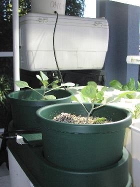 Broccoli growing in autopots