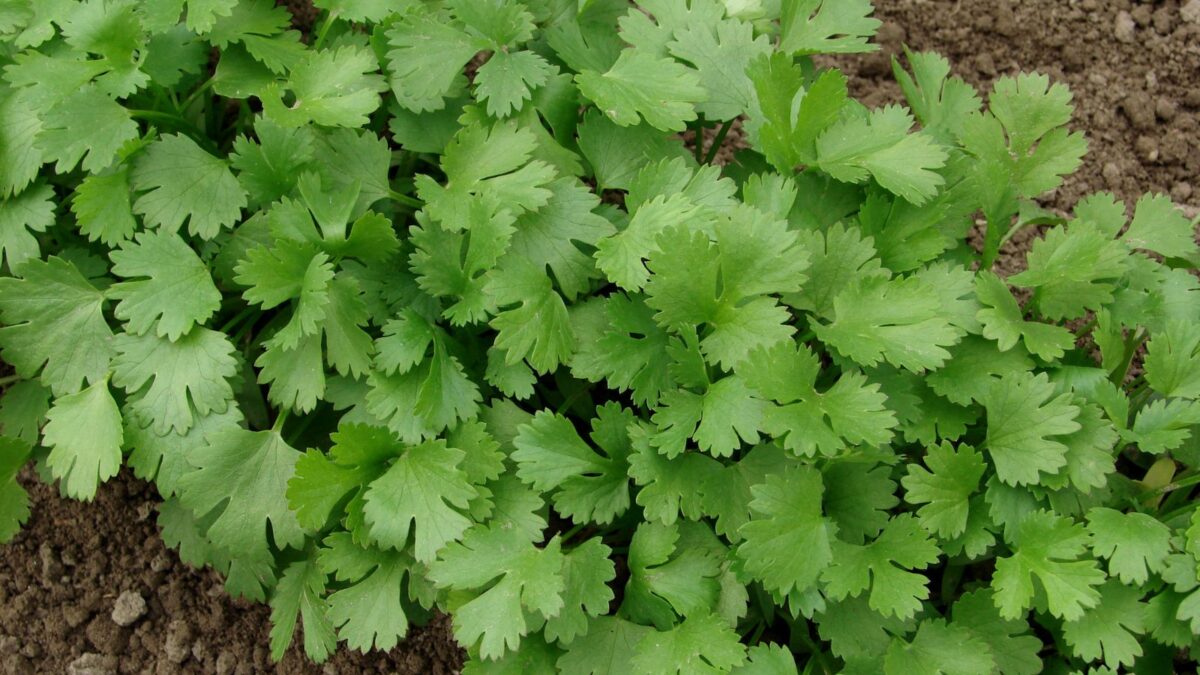 cilantro growing in the garden.
