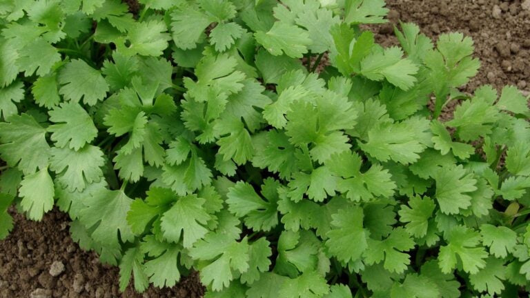 cilantro growing in the garden.