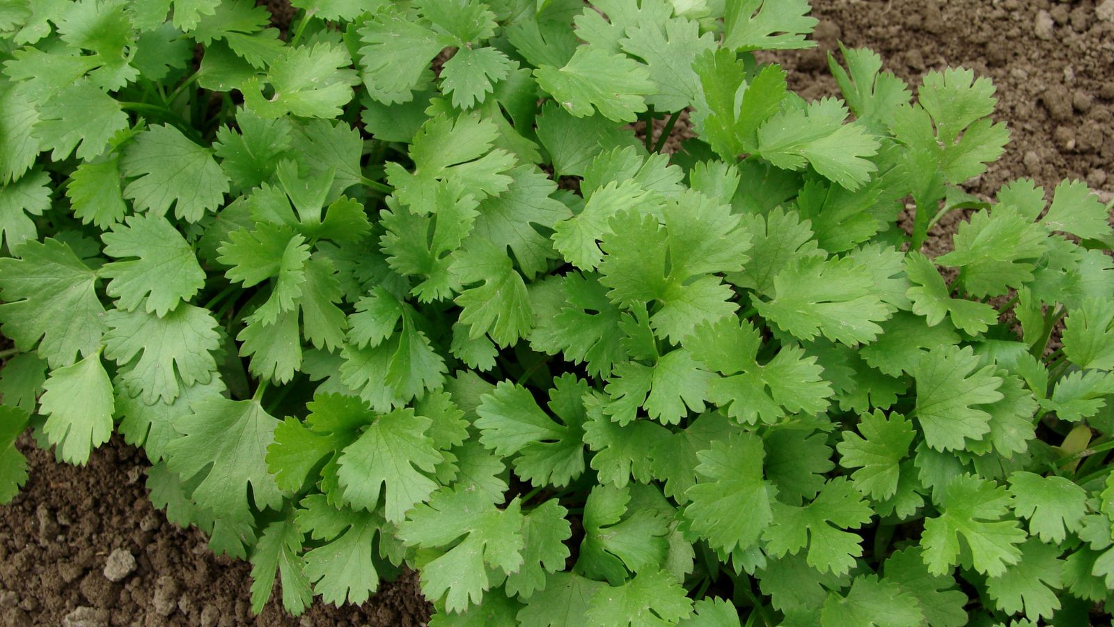 cilantro growing in the garden.