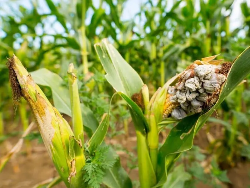 Corn affected by the corn smut fungus