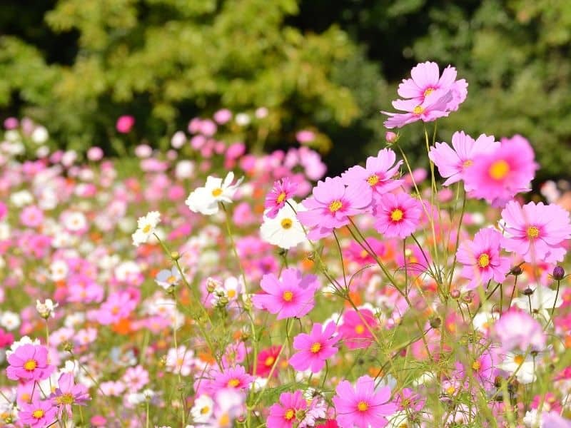 Field of cosmos flowers