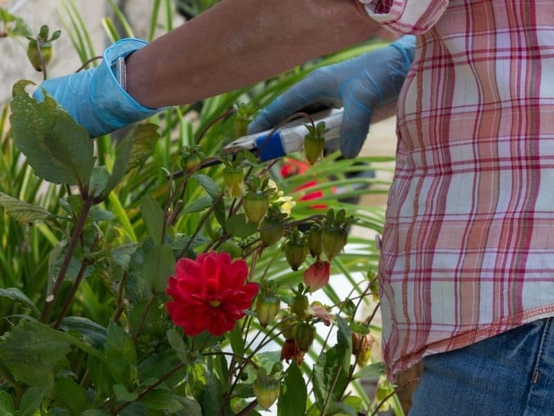 Man trimming down a dahlia