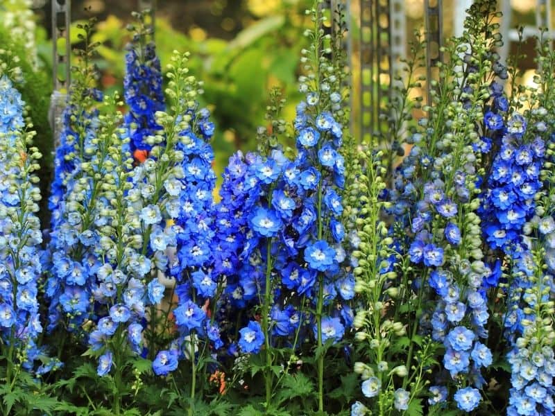 Pretty blue delphinium flowers