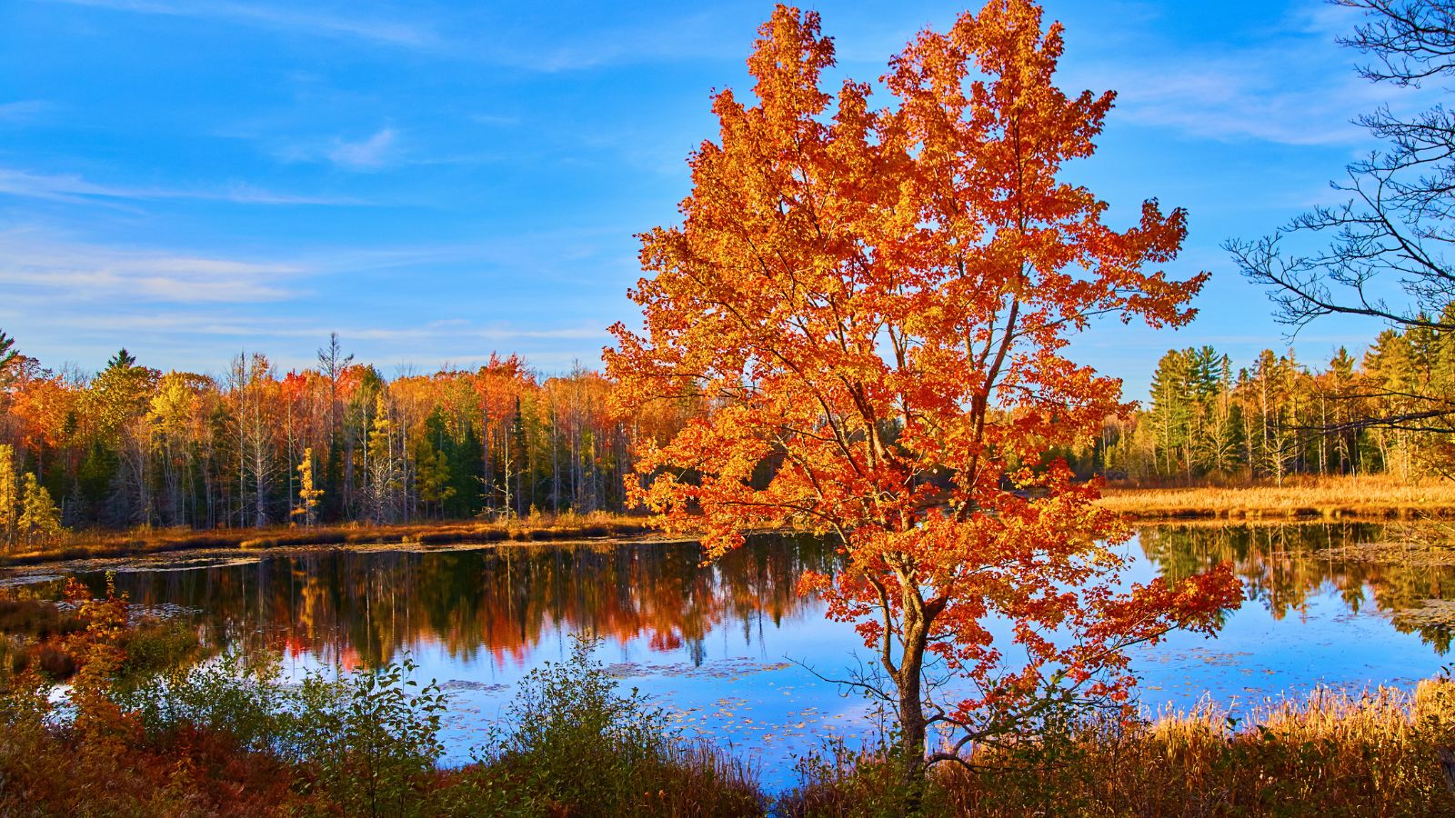 fall-colored maple tree by a lake.