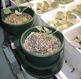 Filling the autopots