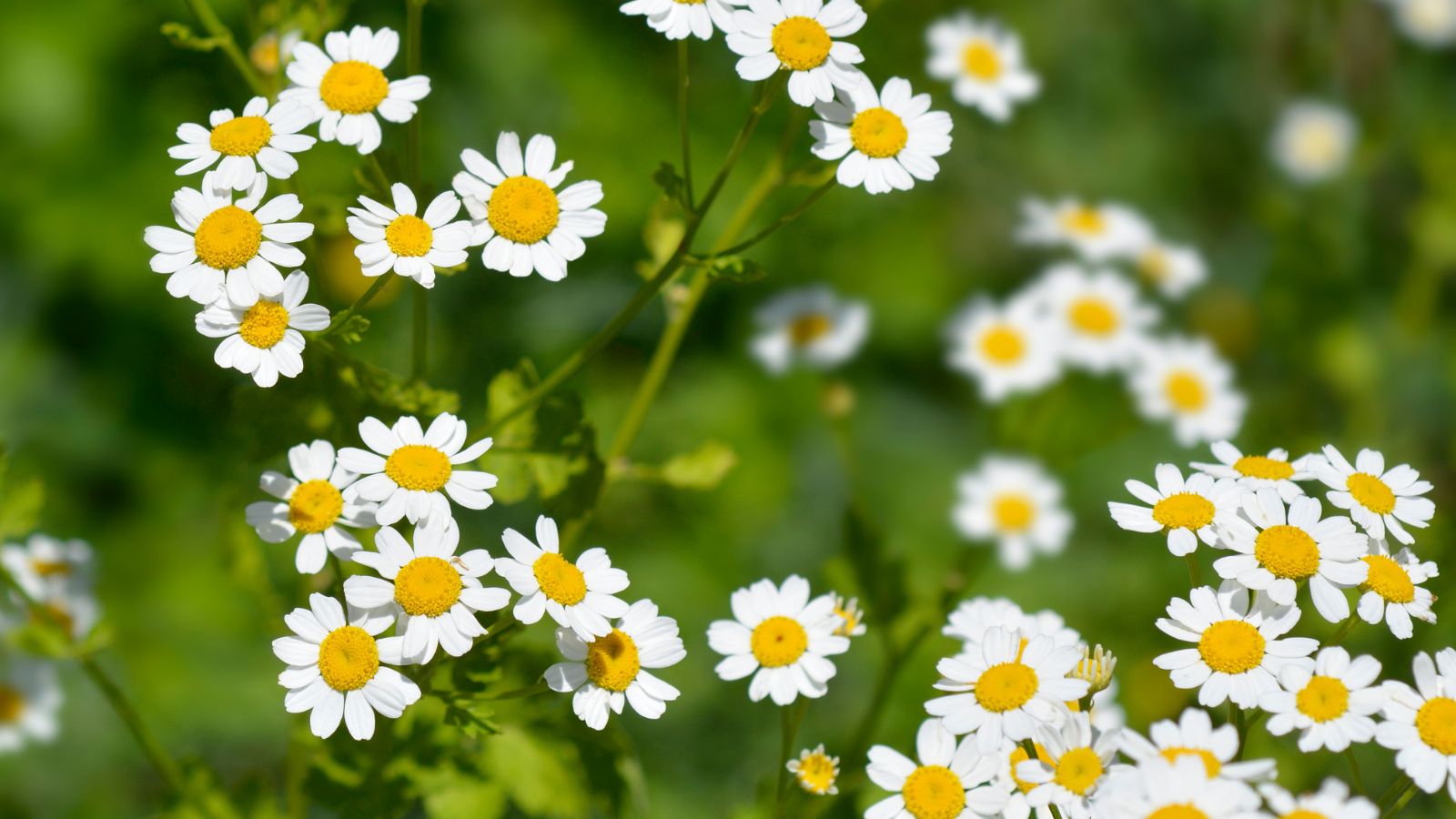 White flowers of golden feverfew.