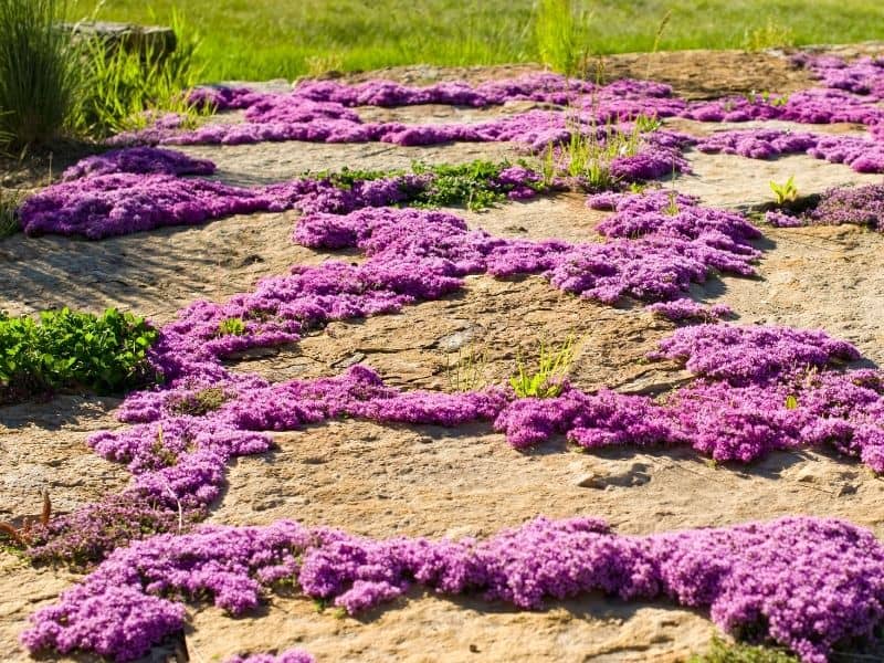 Bright pink ground cover used to landscape a hilly yard 