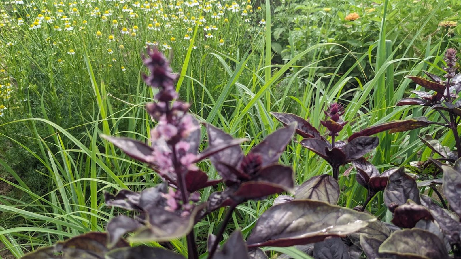 Herbs in the garden: purple basil, chamomile, and more.