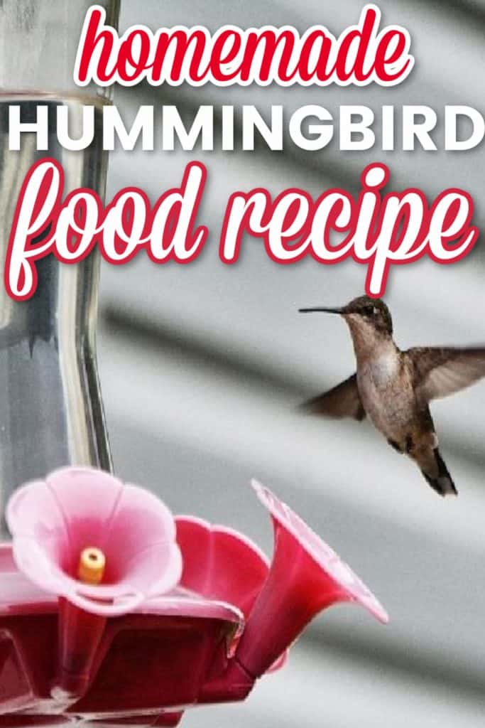 Best homemade hummingbird food recipe
