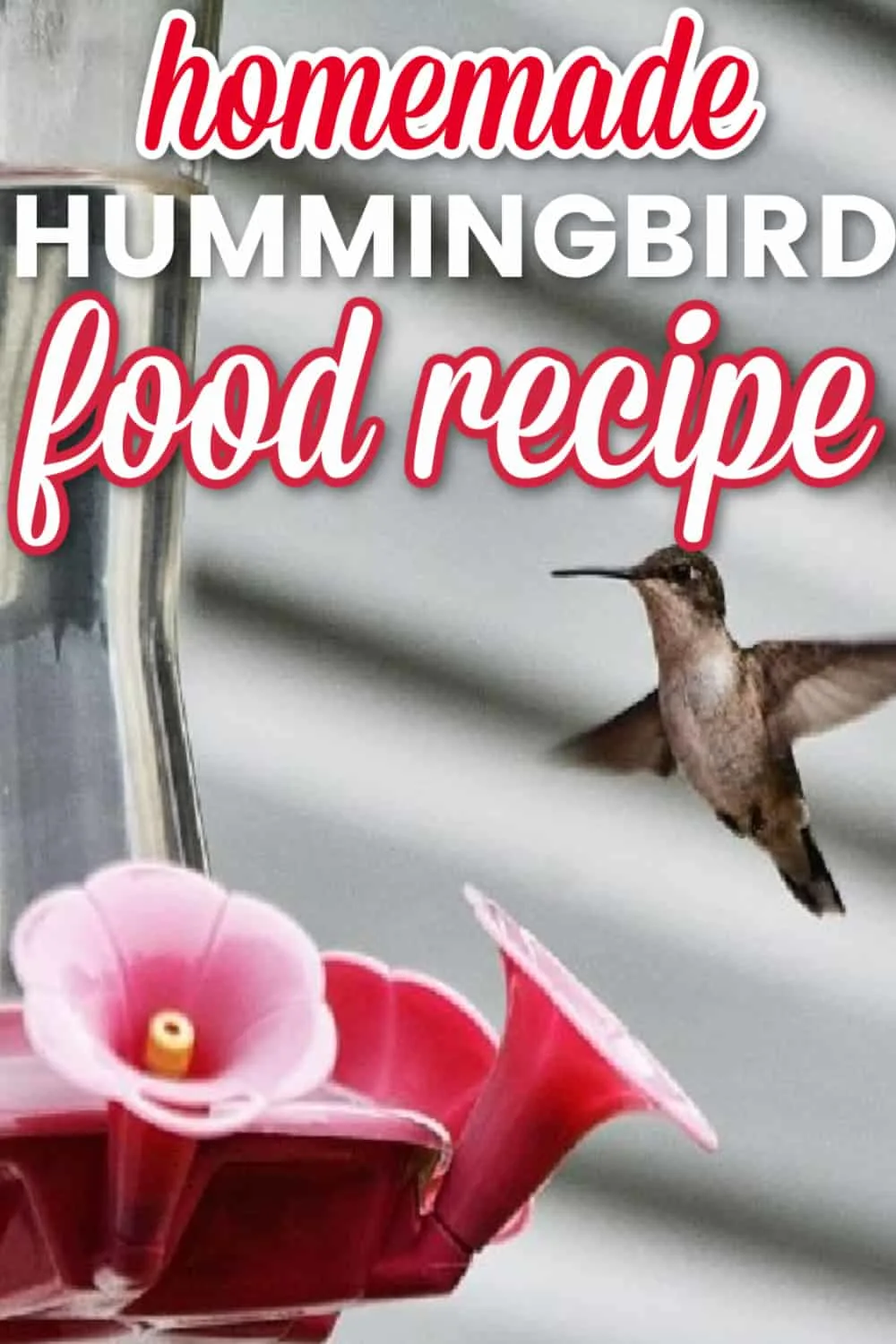 Homemade hummingbird food recipe - Pinterest image