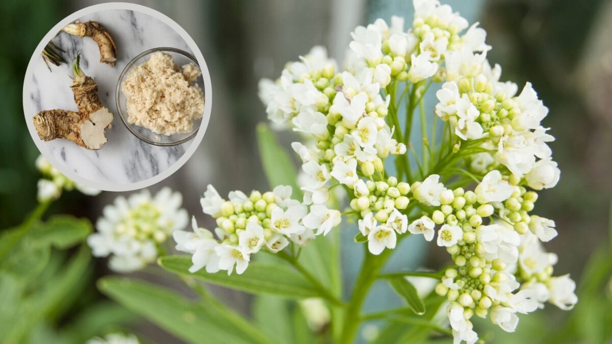 horseradish flowers.