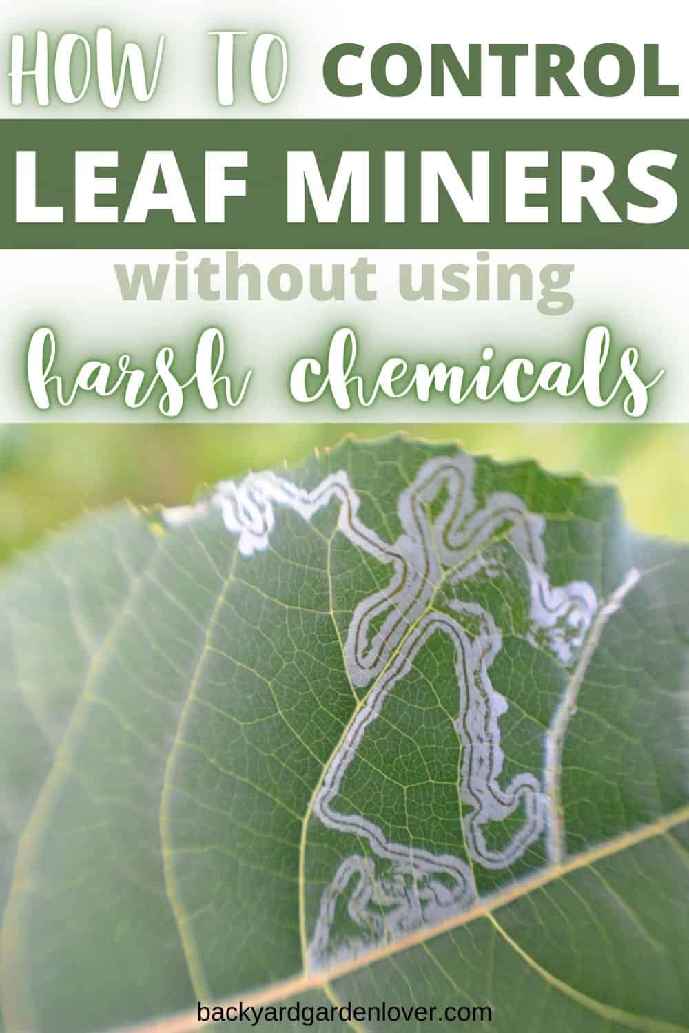 How to control leaf miners - Pinterest image