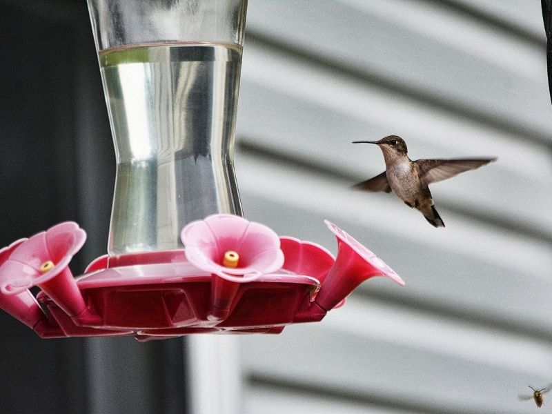 Hummingbird visiting feeder with homemade food