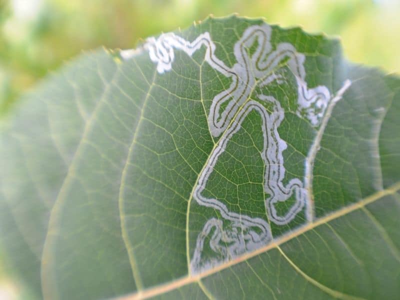 Leaf with leaf miners damage