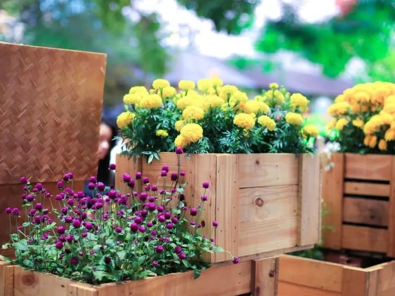 Milk crates filled with flowers