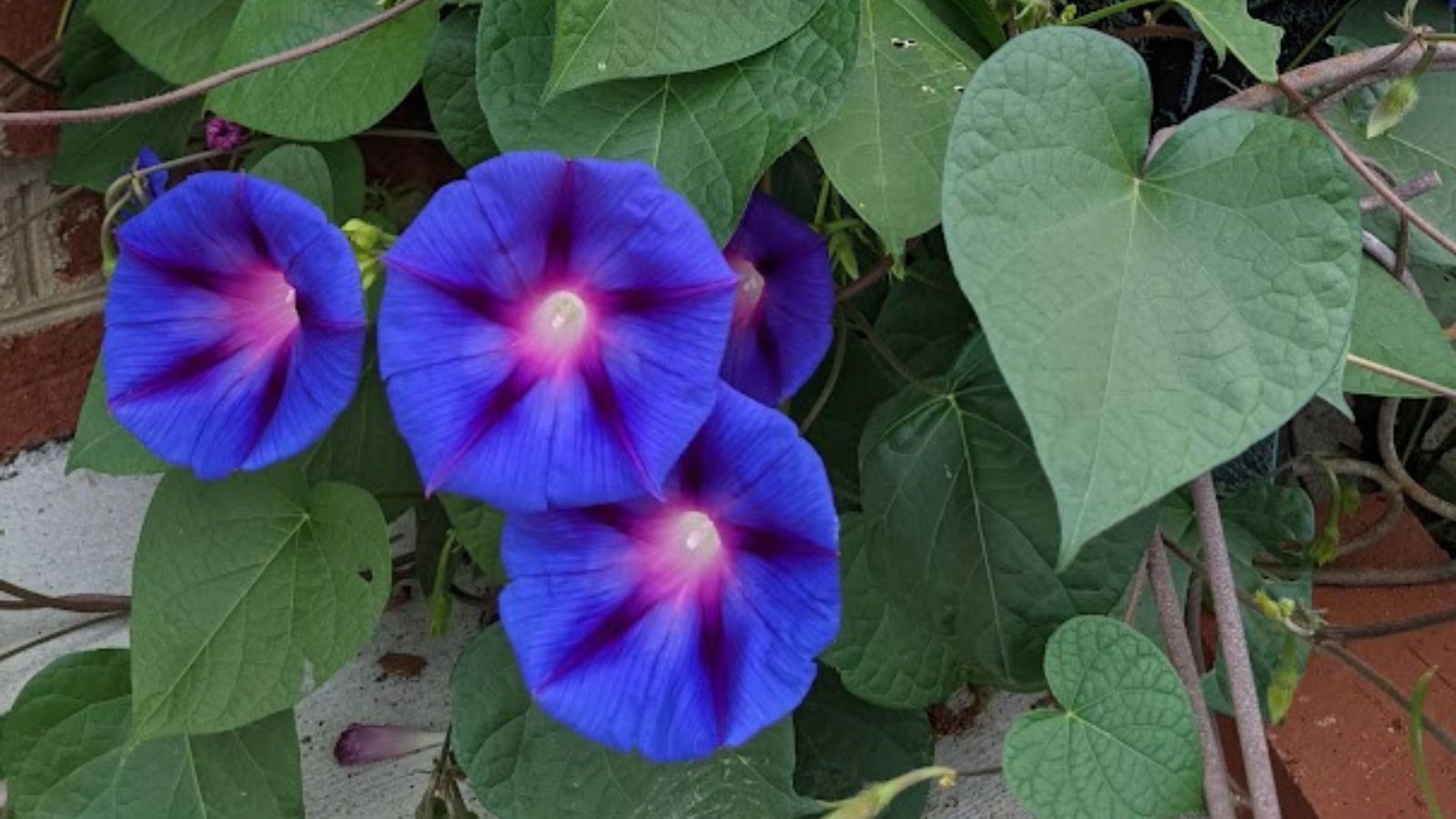 Deep Prple Morning Glory flowers.