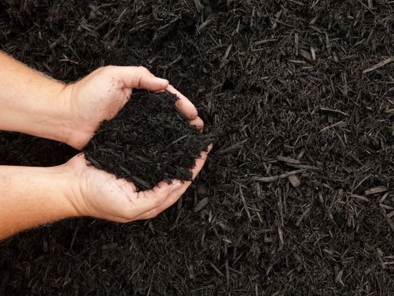 Hands holding mulch