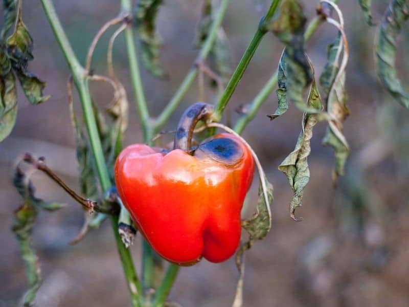 Pepper with blossom-end rot