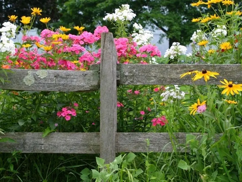 Pink, white and yellow flowers behind an old fence