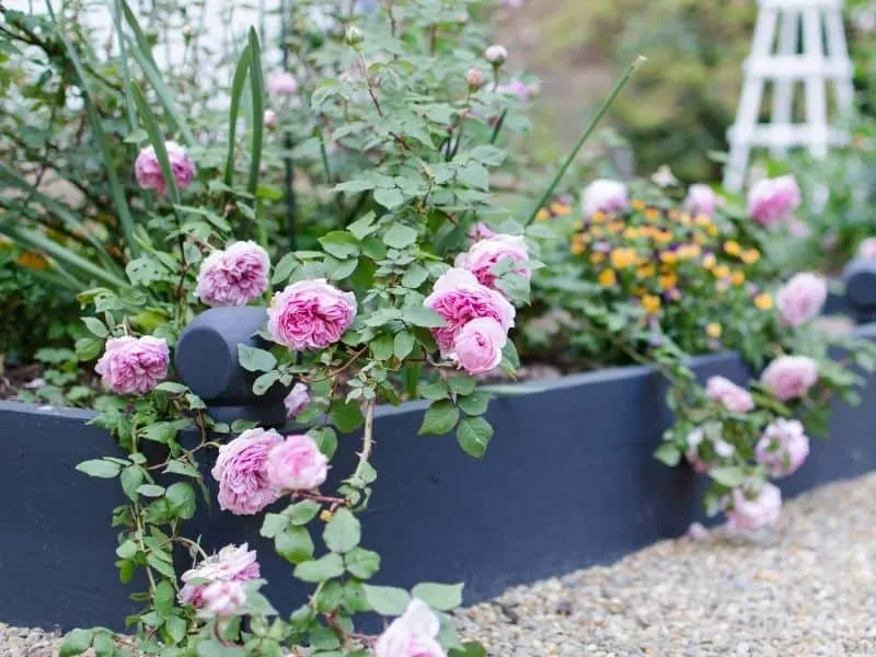 Raised bed flower garden with pink roses
