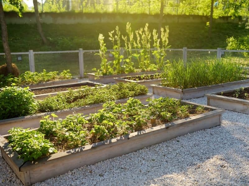 Raised beds with gravel in between