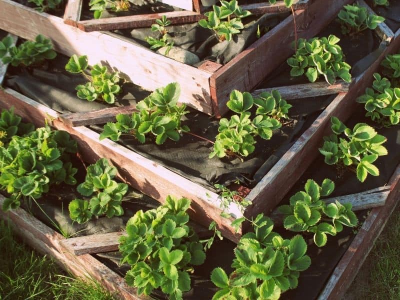 Raised garden bed ladder