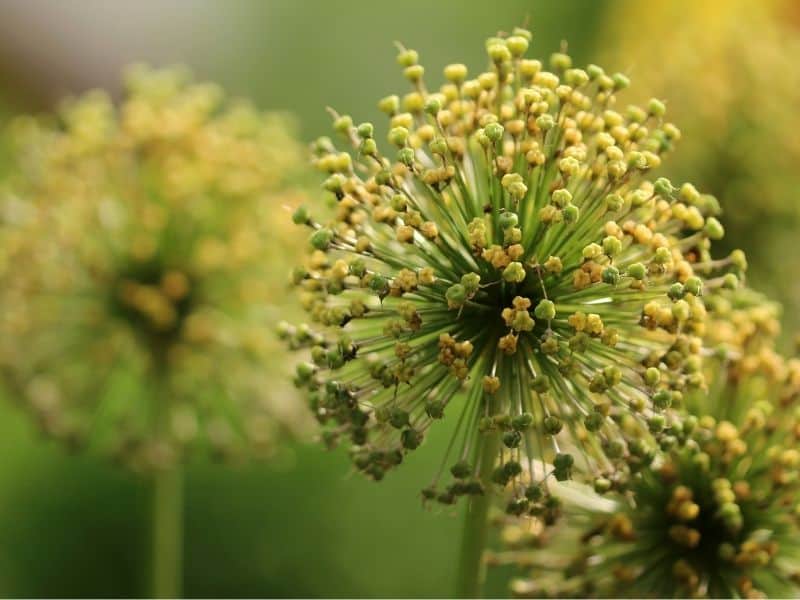 Seed head