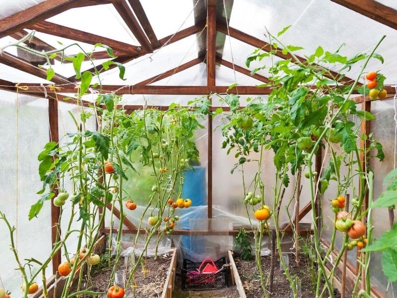 Solar greenhouse