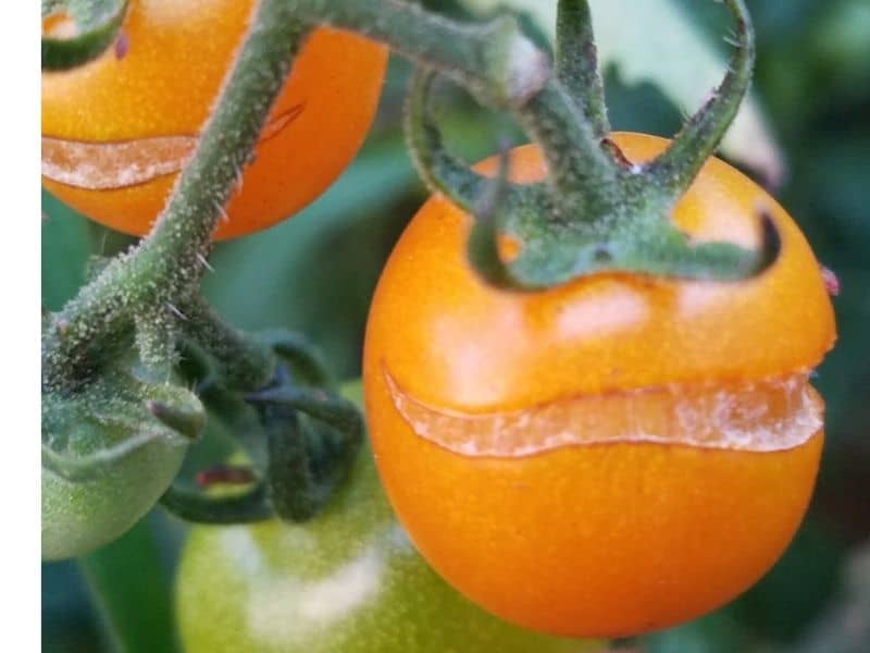 Split sun sugar tomatoes