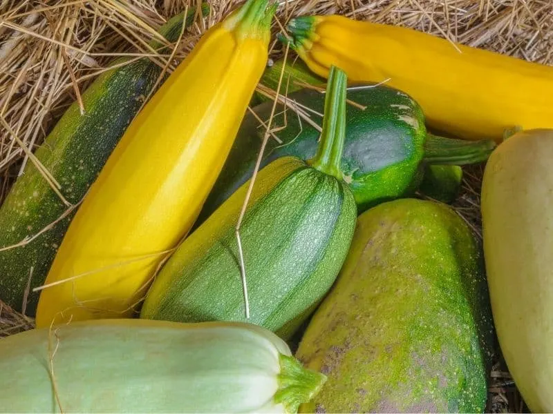 A bunch of squash and zucchini