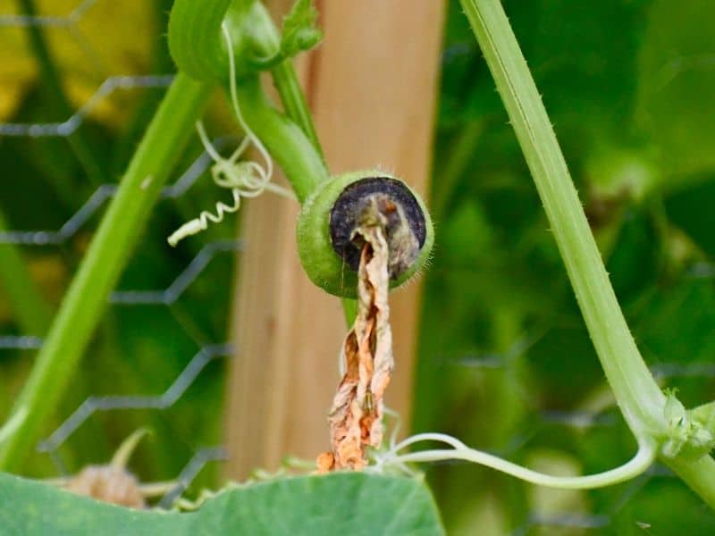 Squash with blossom end rot