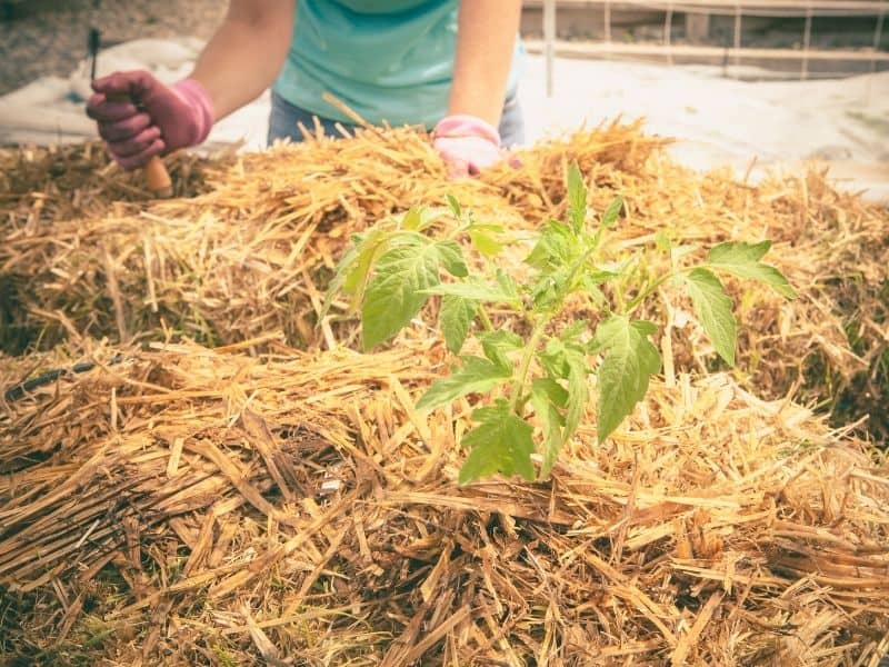 Tomato growing in a straw bale raised bed